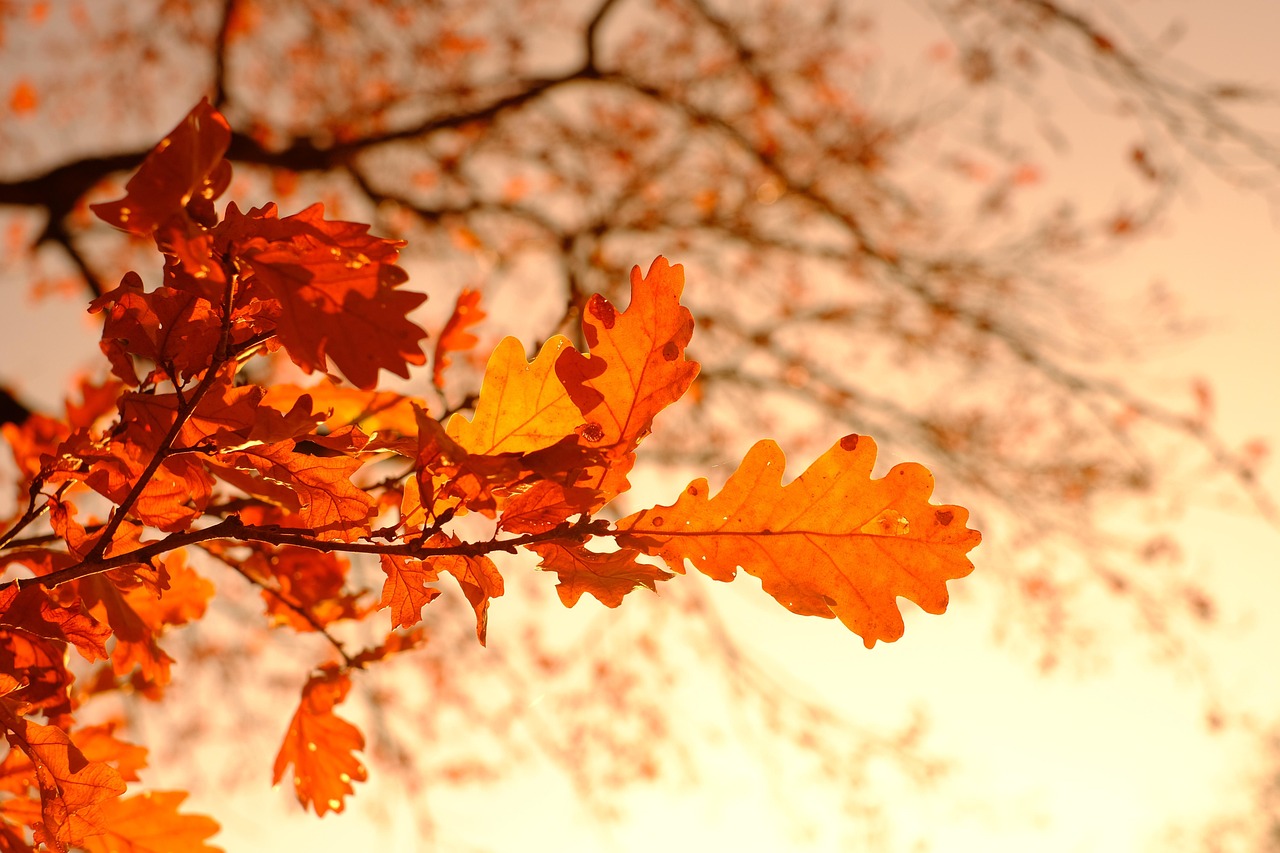 autumn 3851313 1280
